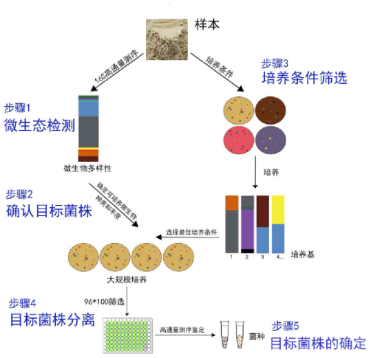 土壤/粪便等样本菌种分离、纯化、筛选、鉴定